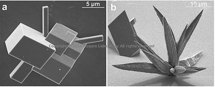 Image au microscope calcite aragonite par Kogure Laboratory